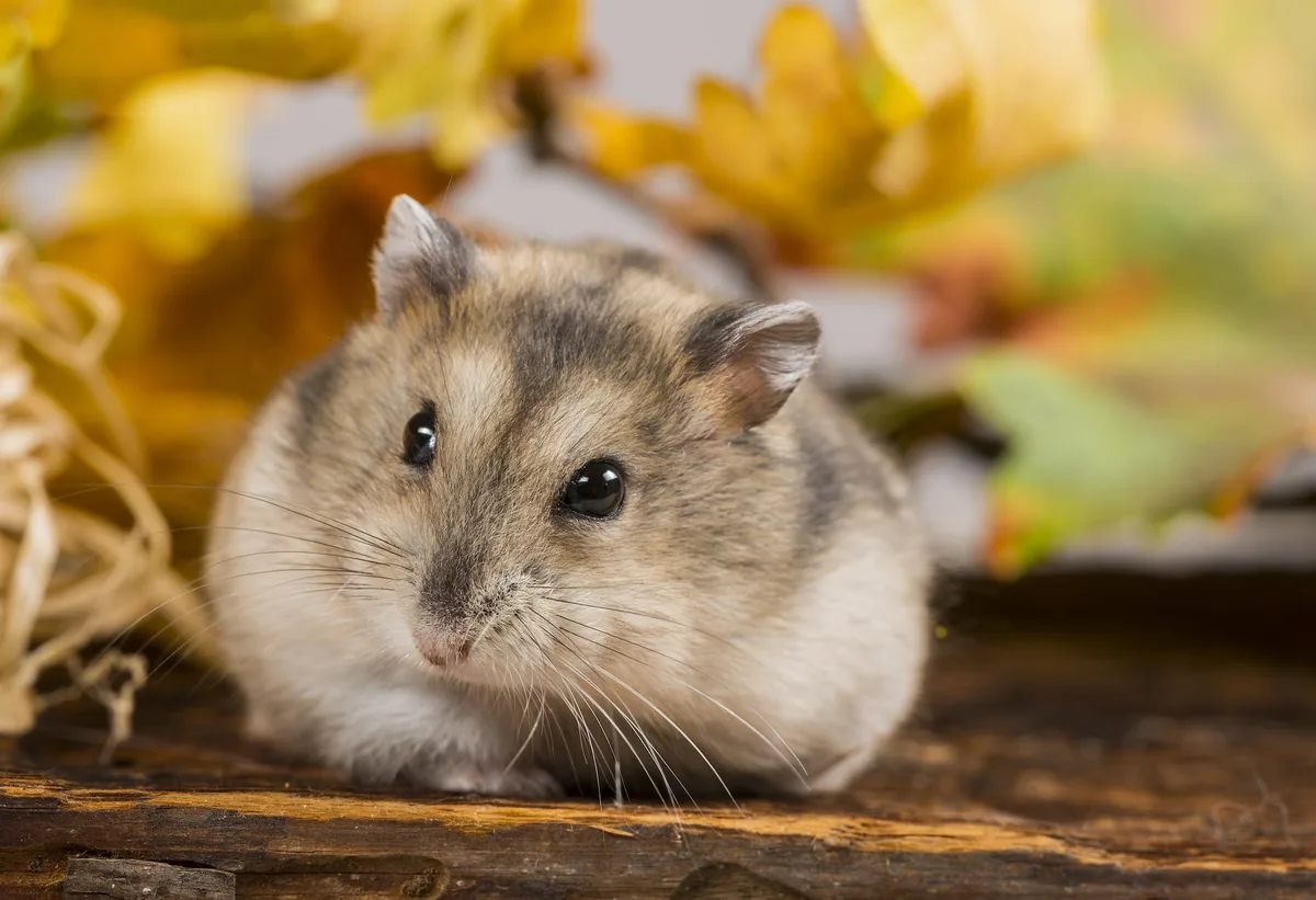shutterstock_501042367 Zwerghamster benötigen ein sehr grosses, abwechslungsreiches Gehege