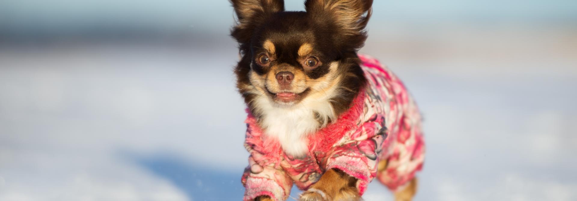 Chihuahua springt durch den Schnee in einem Mäntelchen gegen die Kälte