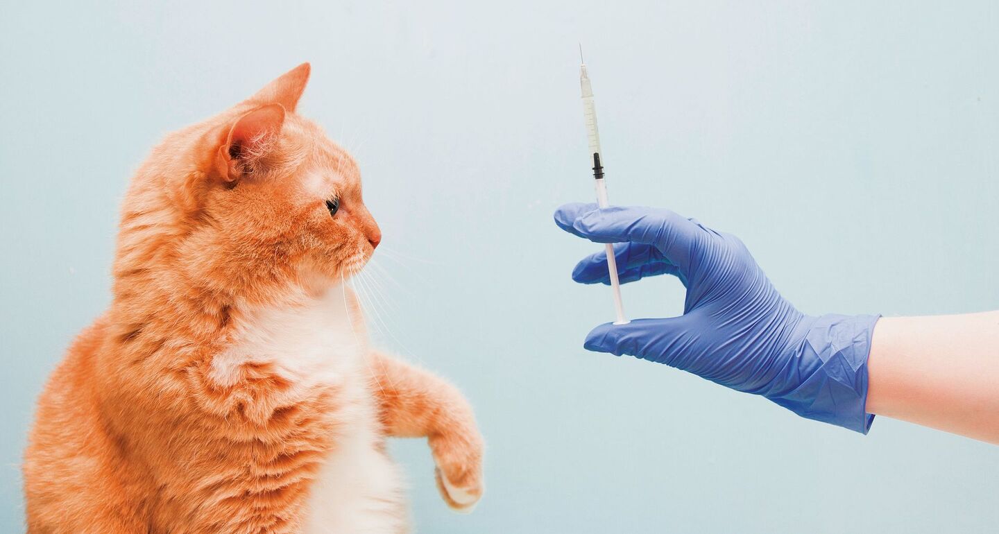 Der Impfstoff gegen Katzenhaarallergie polarisiert.