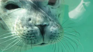 Seehunde fühlen sich im Wattenmeer wohl.