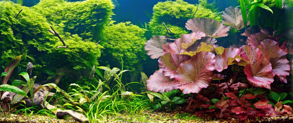 Wie Wasserpflanzen im Aquarium prosperieren