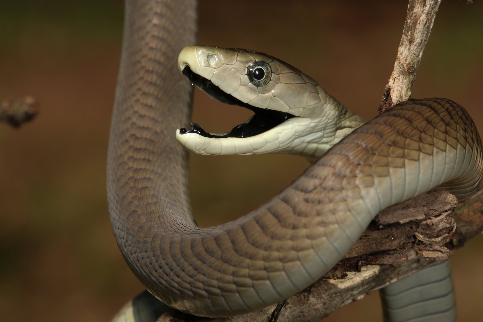 Darum ist die Mamba die tödlichste Schlange der Welt