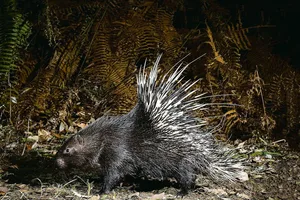 Stachelschwein in Norditalien
