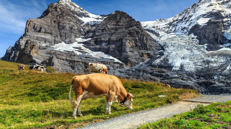 Gletscher und Kuh