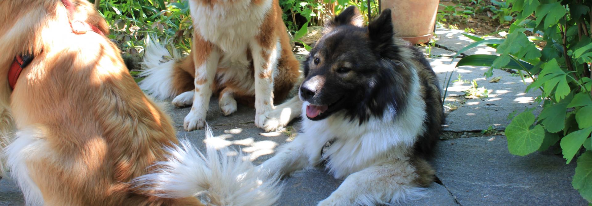 Elo-Hunde