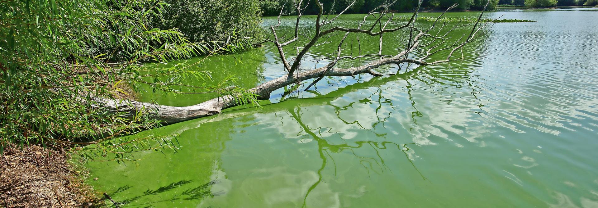 Ast ragt in grünen See
