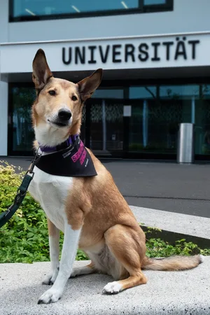An der Universität Luzern weht ein neuer Wind – oder besser gesagt: ein freundliches Schwanzwedeln –, denn Hündin Mila unterstützt dort ab sofort die Forschung zu den heilenden Effekten tiergestützter Interventionen.