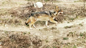 Der Wolf fühlt sich wohl in der Schweiz. Auch im Tessin wurde er neu gesichtet (Themenbild).