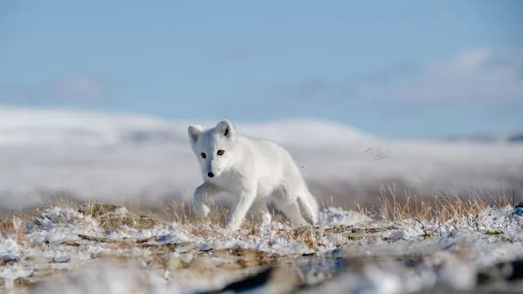 f9c0dee1b71eeaeb66c08054c845220659d8e28b Junger Polarfuchs in Tundra