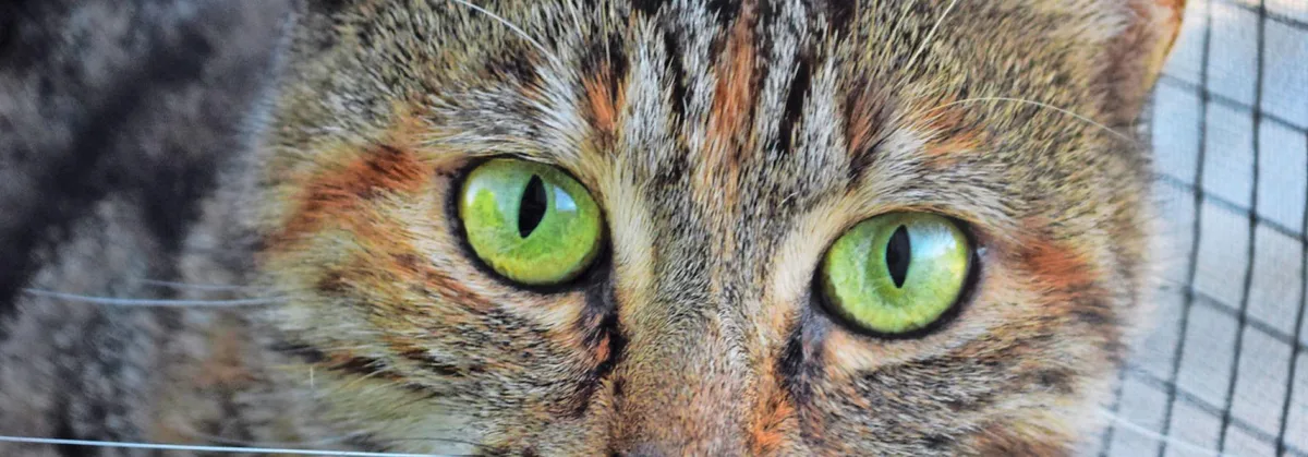 cd60a45c5be0c0a28e94745d1ab6f8be2b21b81c Katze im Tierheim