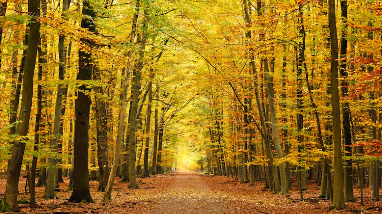 Wald1.jpg