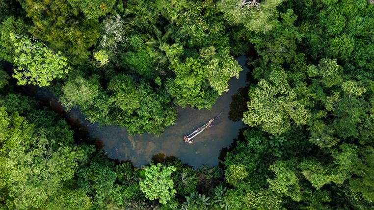 Amazonasregenwald mit Fluss von oben