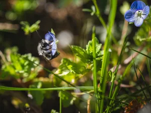 Die Aschgraue Sandbiene hat die erste Wahl der «Biene des Jahres» für sich entschieden.