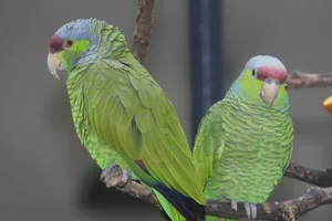 Blaukappenamazonen stammen aus Mexiko, dem nördlichsten Verbreitungsgebiet der Amazonen.