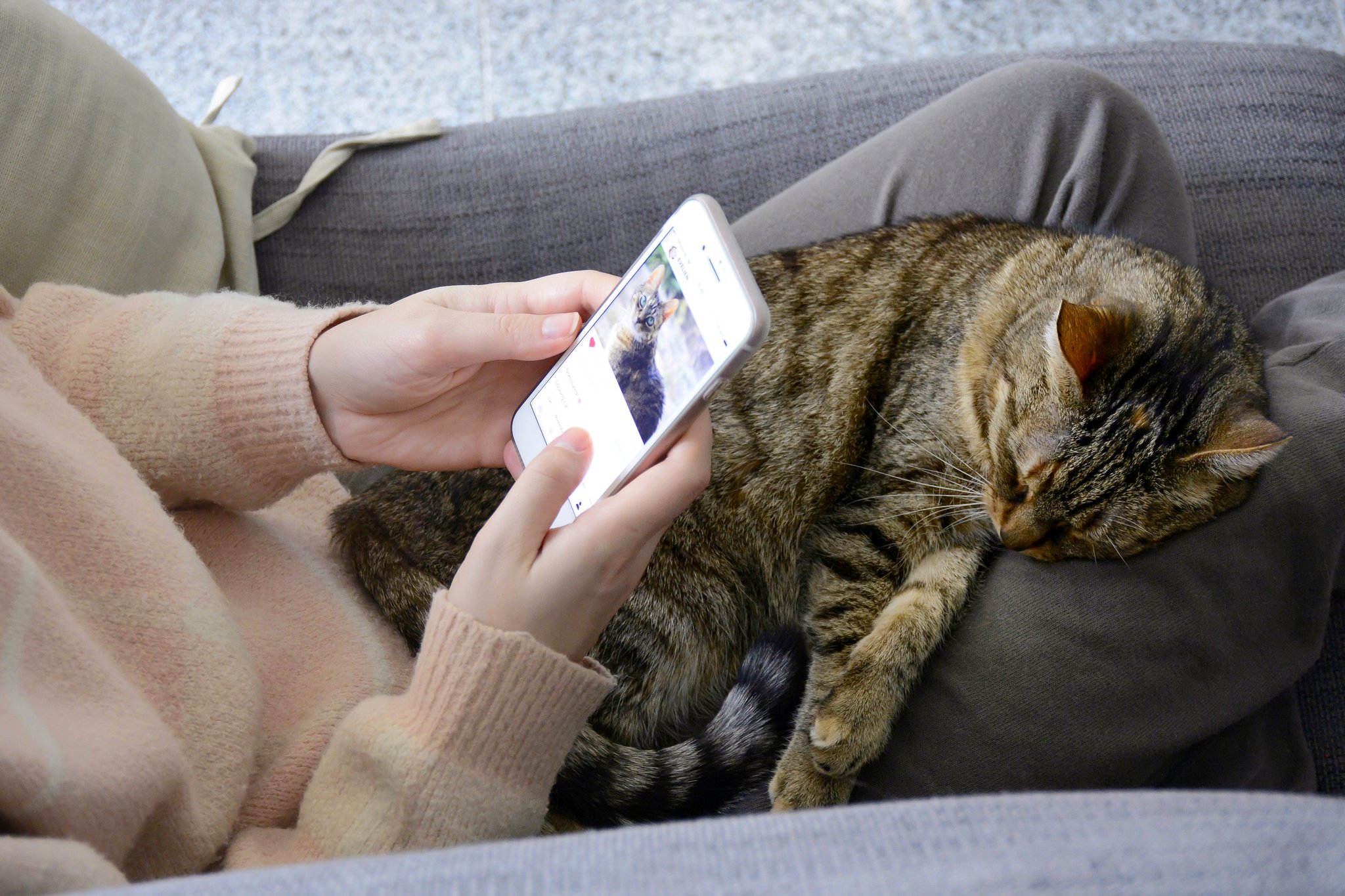 Katze und Handy