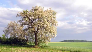 Die Robinie sieht zwar hübsch aus, ist aber eine invasive Pflanze, die sich auf Kosten der heimischen Flora ausbreitet.