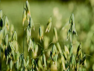 Wo früher vor allem Futtermais geerntet wurde, wird heute Getreide wie Hafer für die menschliche Ernährung kultiviert.