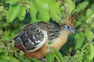 Der Hoatzin ernährt sich fast ausschliesslich von pflanzlicher Nahrung.