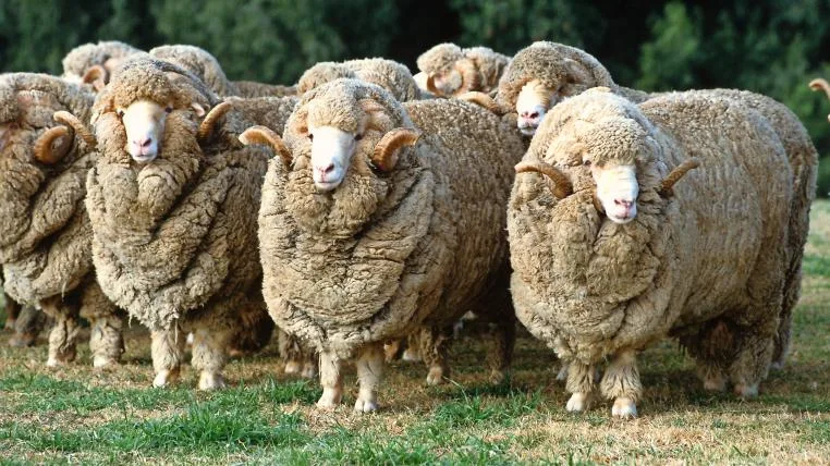b89fae229974f9d68f81cad48b5368500579006a Merino-Schafe mit vielen Hautfalten