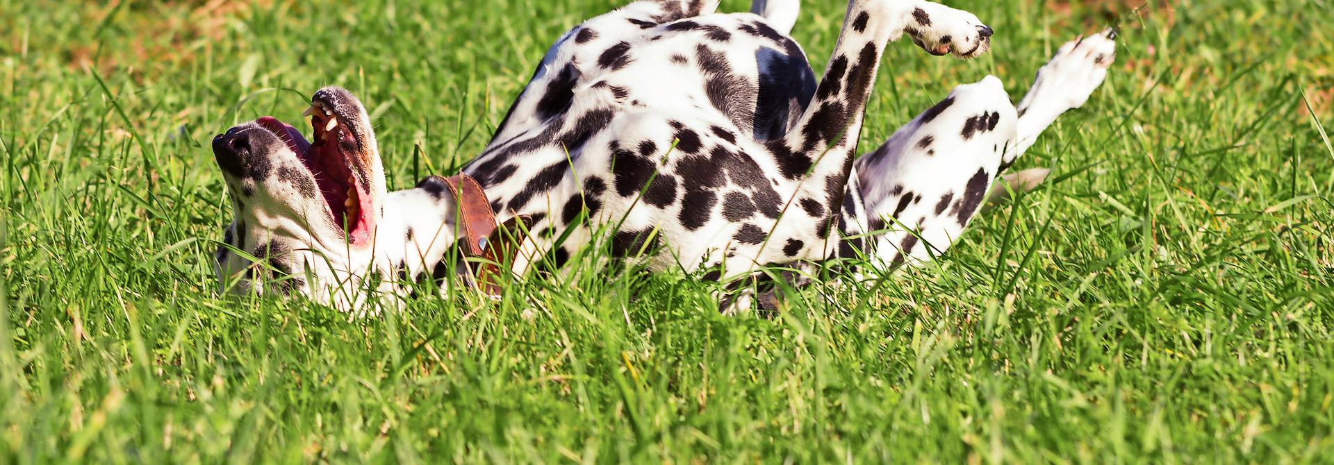 Hund wälzt sich auf Wiese