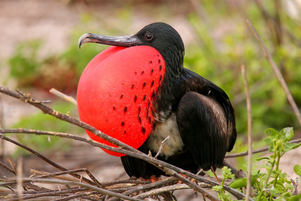 Der Prachtfregattvogel: Imposanter roter Kehlsack