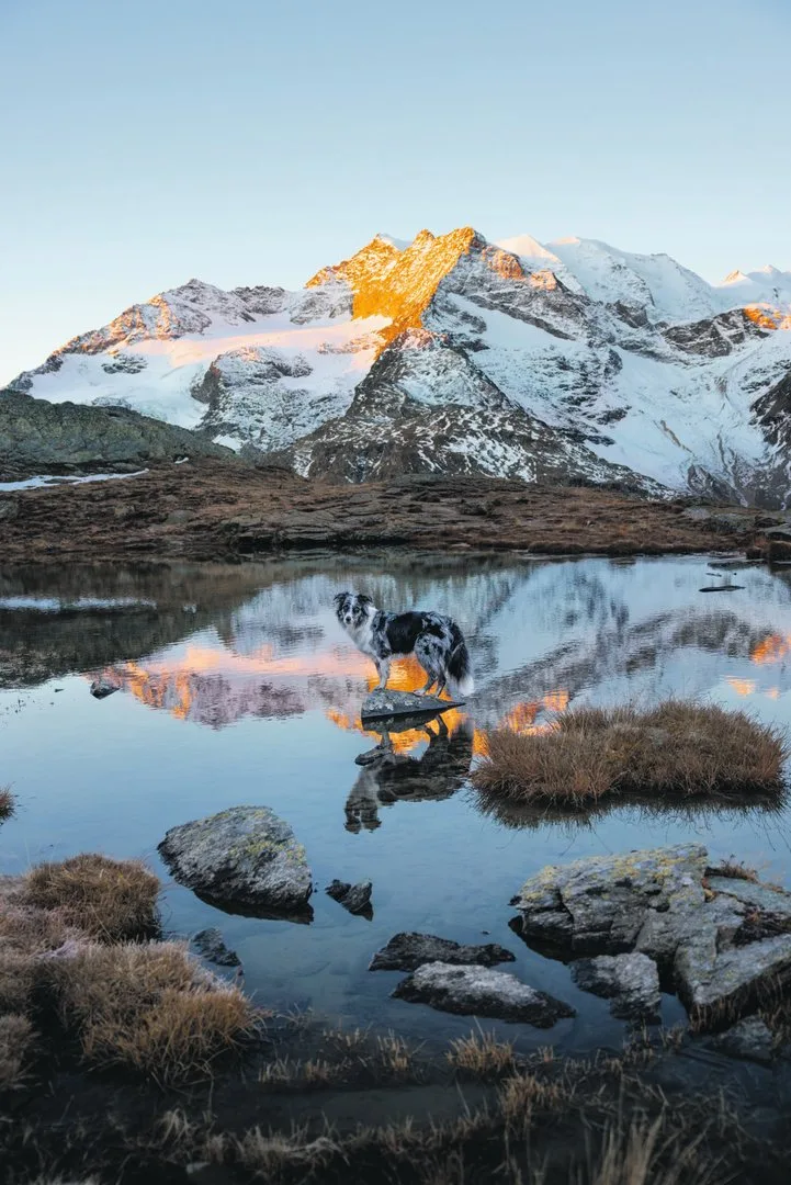 4.-Hundefotografie_Engadin_Abenteuerhunde_023-scaled Wenn Hunde vor der Kamera glänzen