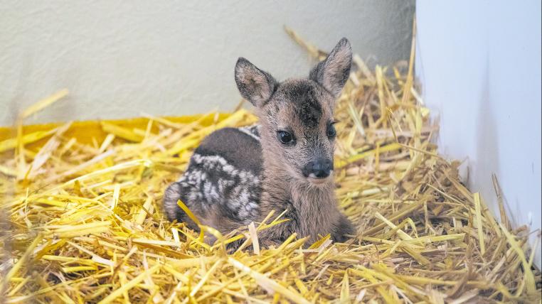 Rehkitz im Tierpark Goldau
