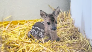 Dank des engagierten Teams der Auffang- und Pflegestation des Natur- und Tierparks Goldau konnte das Leben des verwaisten Kitzes gerettet werden.