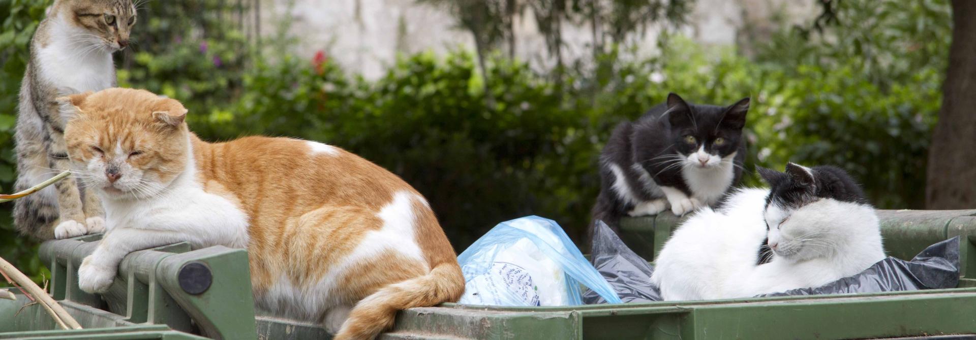 Streunende Katzen auf Containern