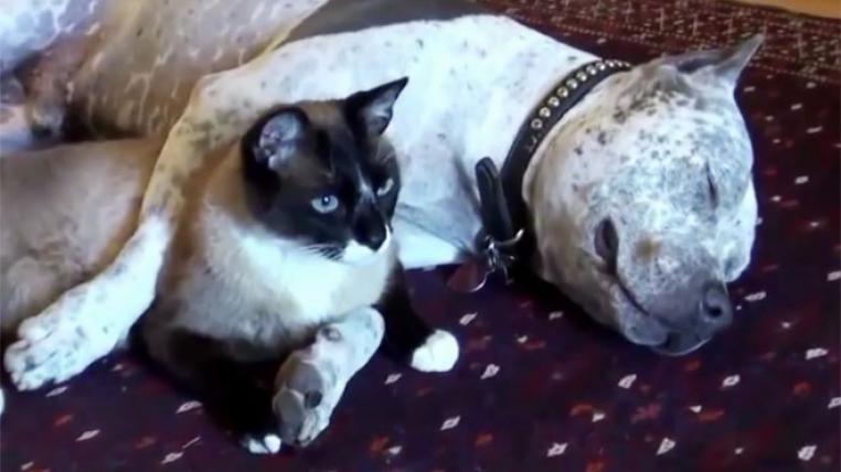 hundkatz.jpg