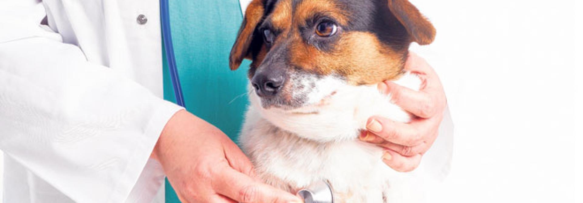 hund-herz.jpg