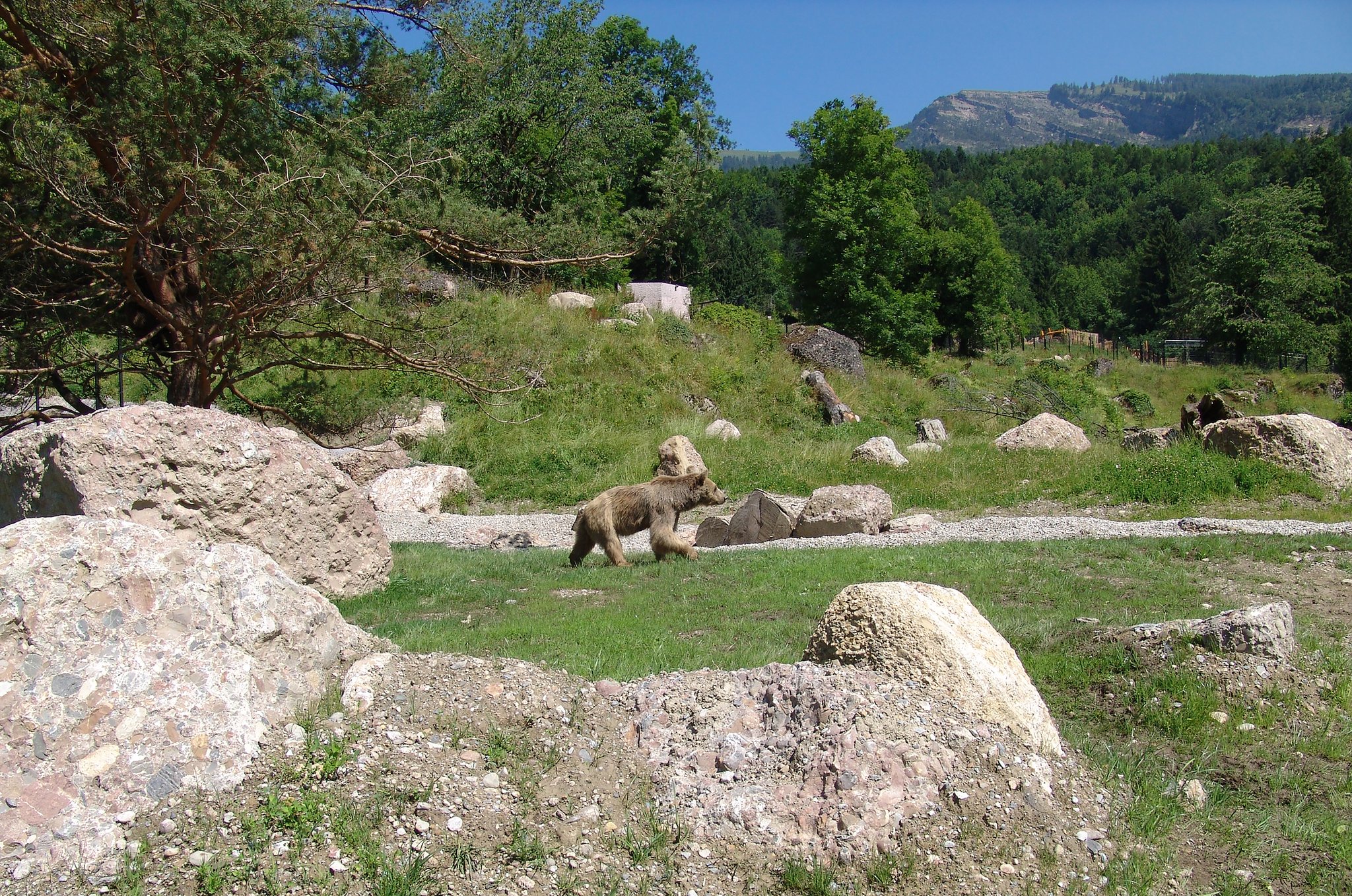Tierpark Goldau muss Bärin einschläfern