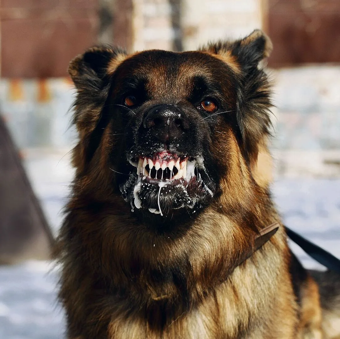 50701b10b61133fedf3ddd14e6bbb9c9480d83036f4d08e5f0632820d00eaec1 Aggressiver Hund