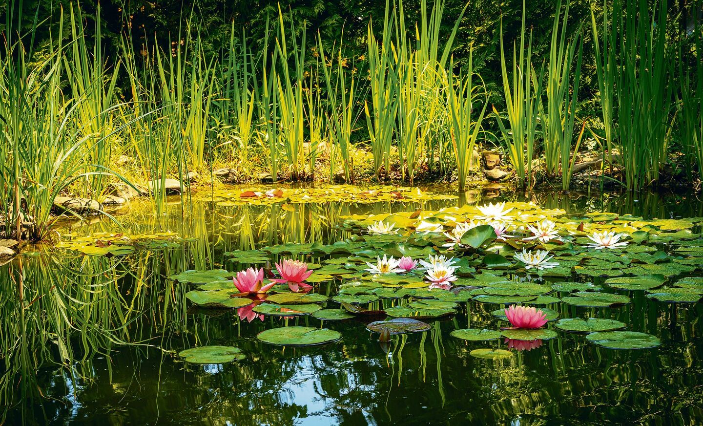 Artenreich wie der Gartenteich