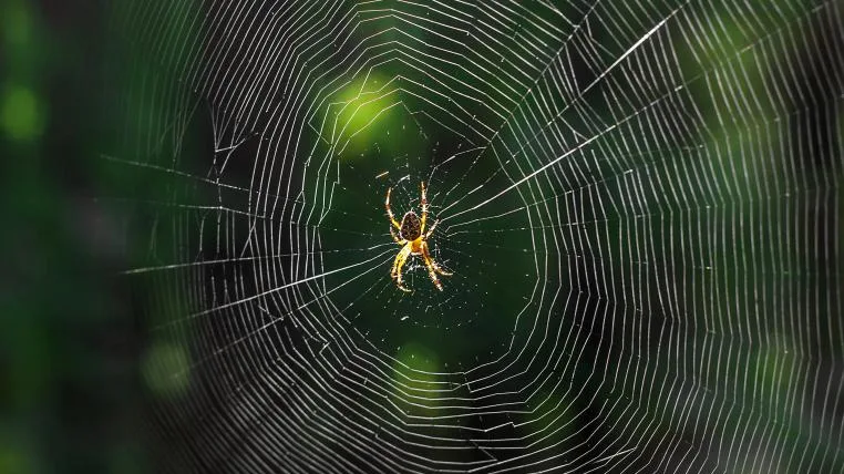 bae0062d398329e83a84dace8b1cbb59b012df5e Spinne im Netz