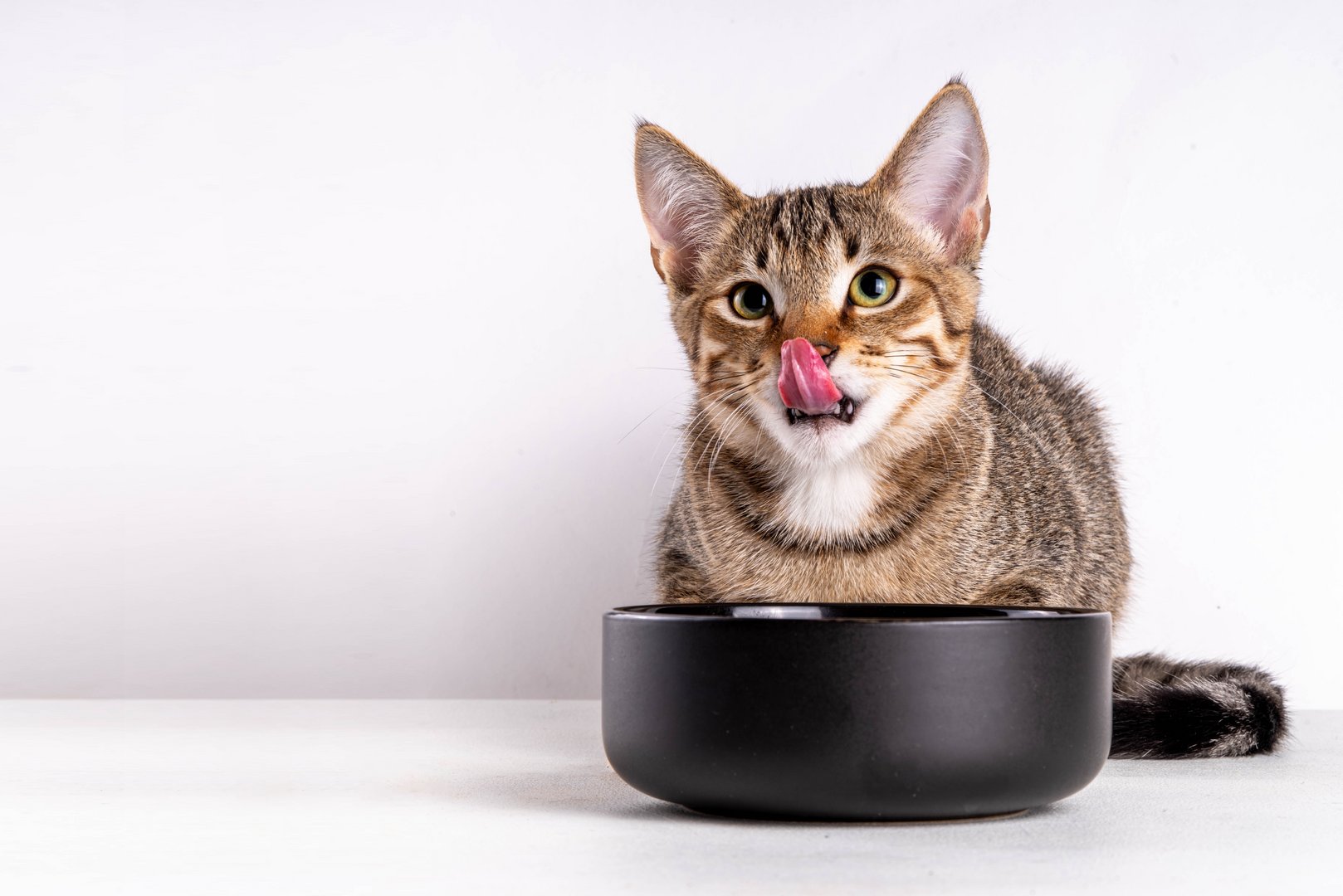 Katzenernährung erklärt: Was Katzen wirklich brauchen