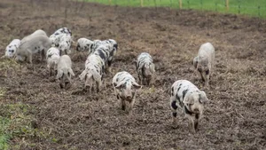 Die Schweine haben die Erdmandeln offensichtlich gemocht, ging der Befall doch deutlich zurück.