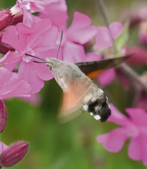Ein tagaktives Taubenschwänzchen, das zu den Nachtfaltern gehört, saugt Nektar aus der Blüte eines Leimkrauts.