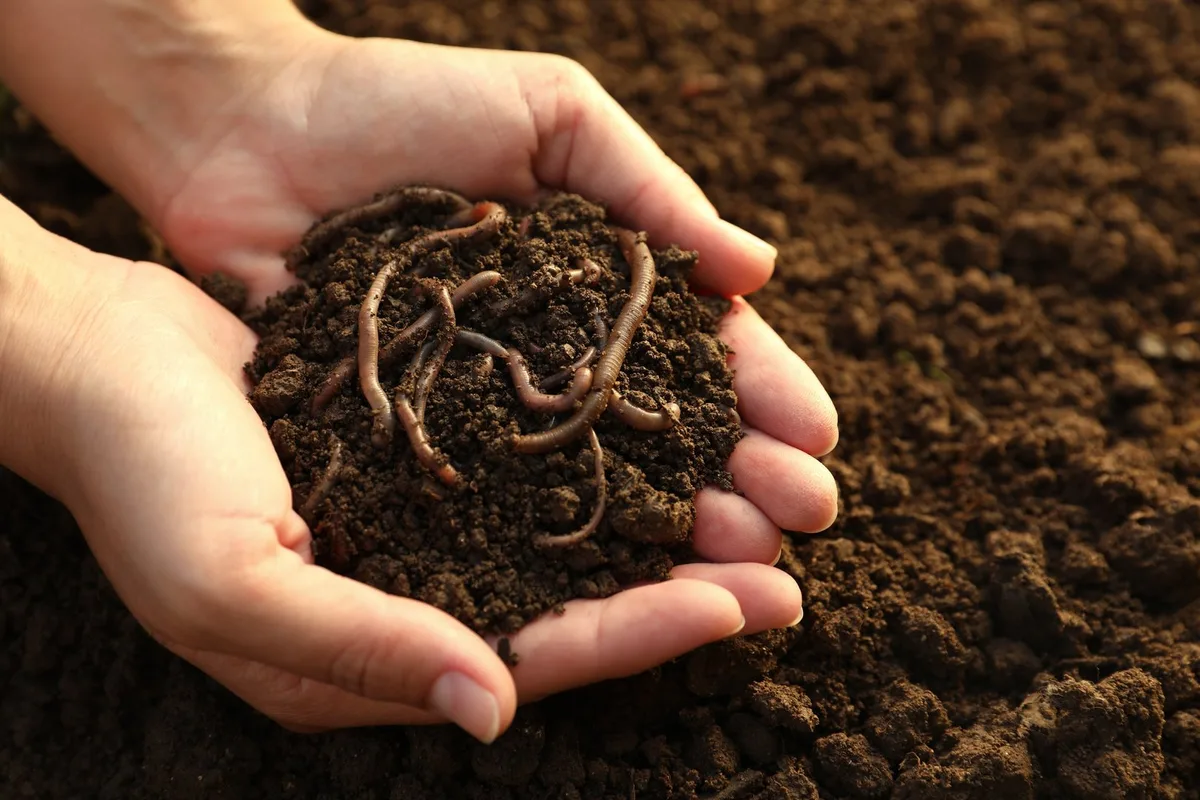 shutterstock_2363688319 Regenwürmer im Fokus: Alles über Bodenfruchtbarkeit, Humus und Wurmkompost