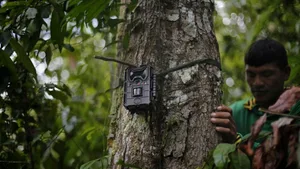 Ein Angehöriger des Ka`apor-Stamms bringt eine Kamera an einem Baum an: Die Eingeborenen wollen gegen die illegale Abholzung des Regenwaldes vorgehen.