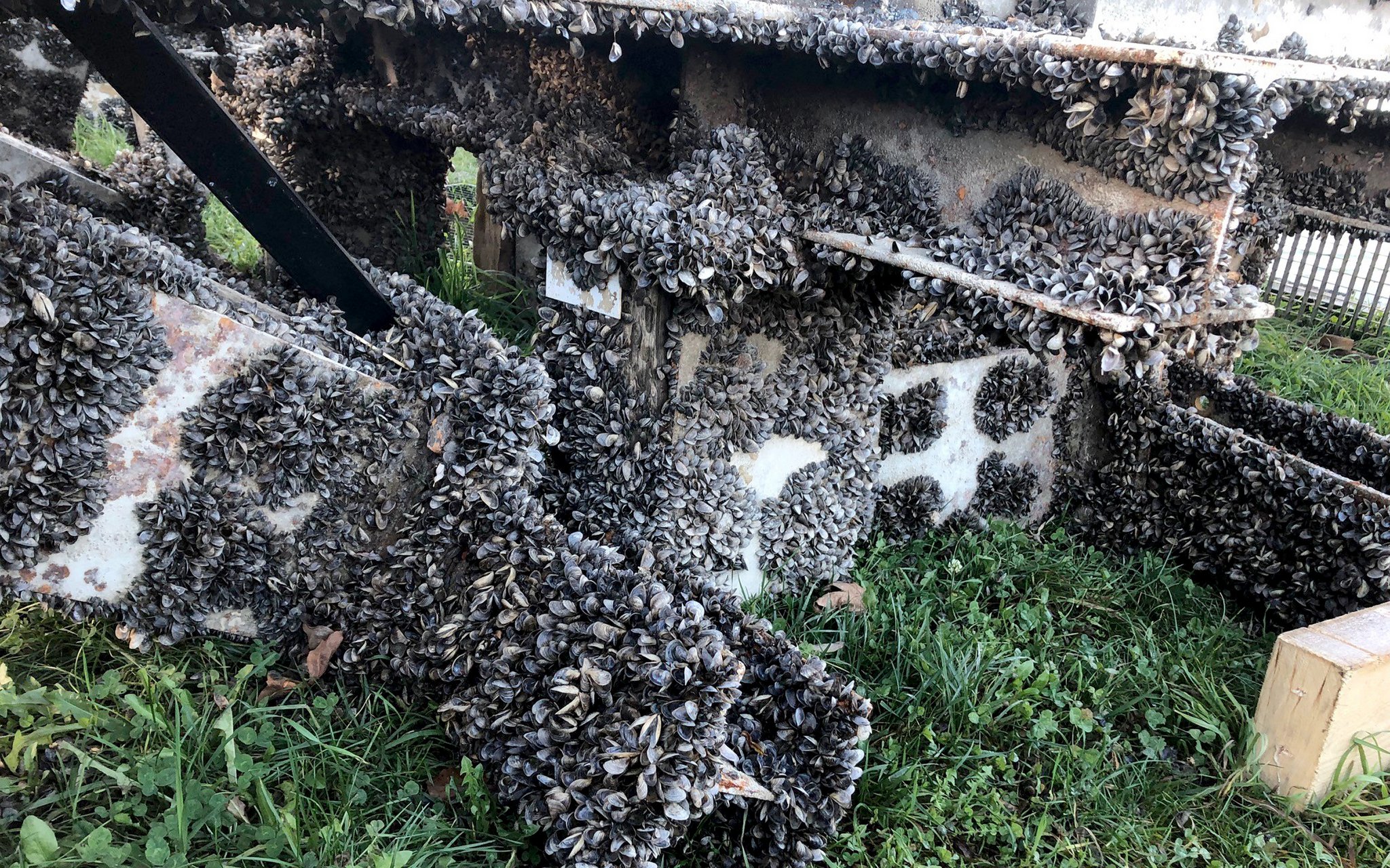 Auch Muscheln können invasiv sein und sie bedrohen Schweizer Seen