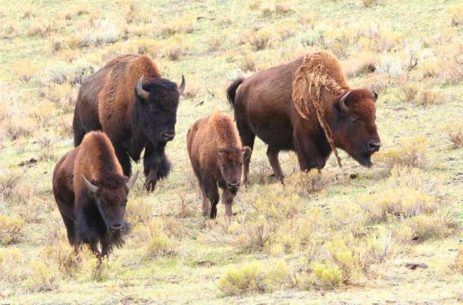 01-RM-Yellowstone-Bisons-3-s.jpg