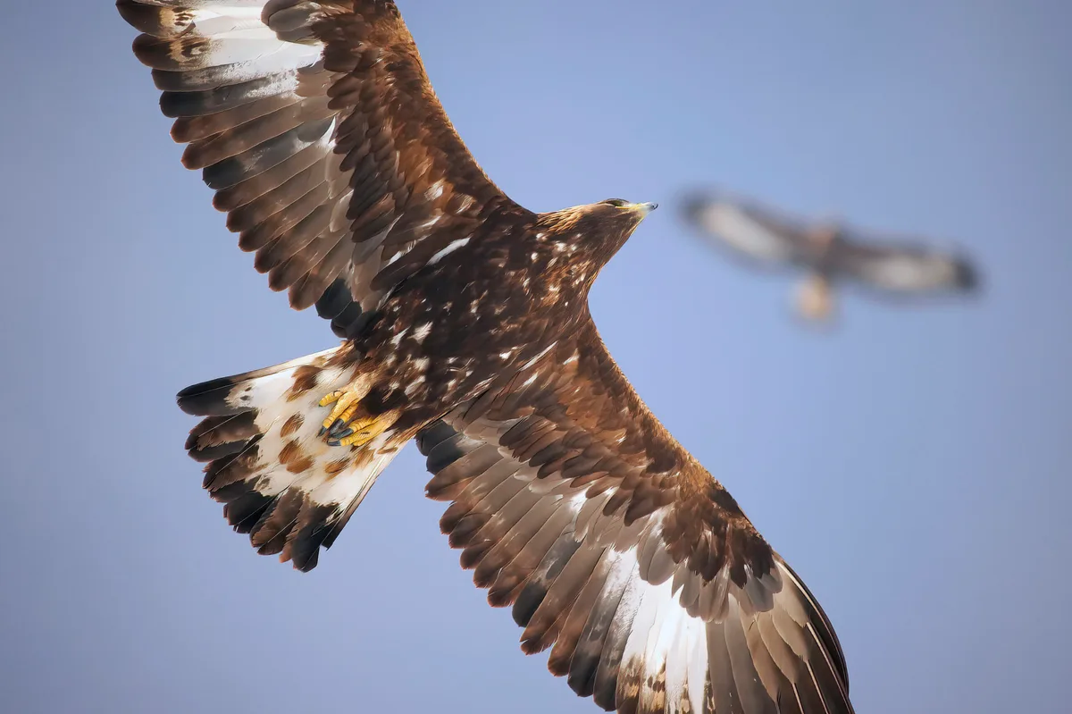 TW2026_Fokus_zwei Steinadler von unten © Serge Denis Steinadler müssen immer
