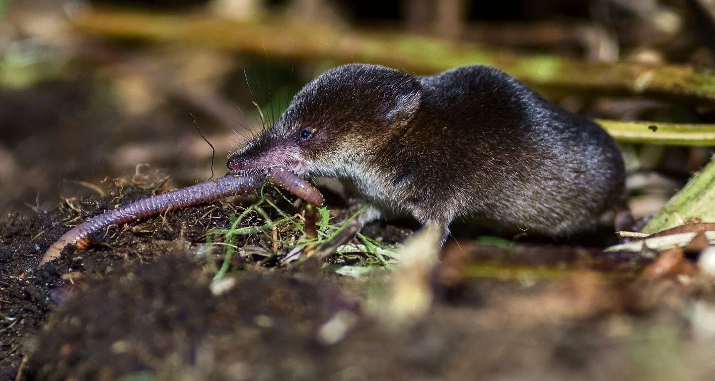 Spitzmäuse: Die einzigen giftigen Landsäugetiere der Schweiz