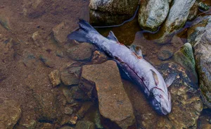 Gelangt Gülle in Gewässer, so kann dies ein massives Fischsterben auslösen.