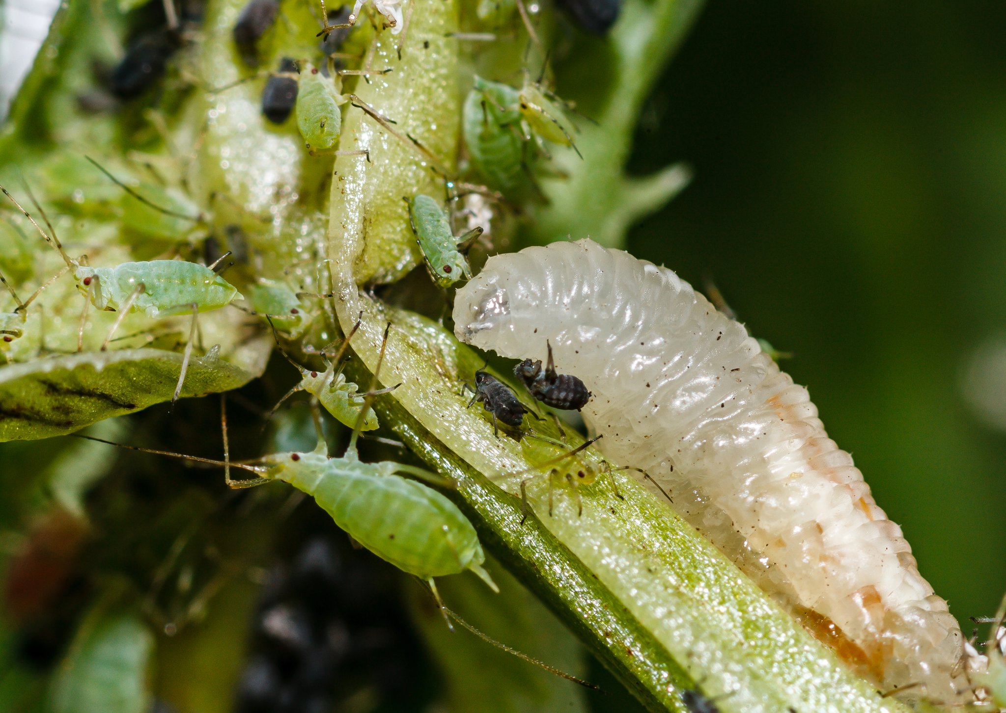Hurra, «Schädlinge» im Bio-Garten
