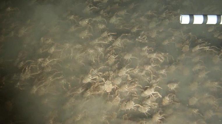 Krabbenschwarm im Meer