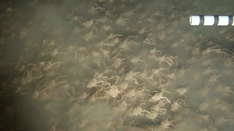 66f3ee271df6850b2de3896461ee4f81f60572f8 Krabbenschwarm im Meer