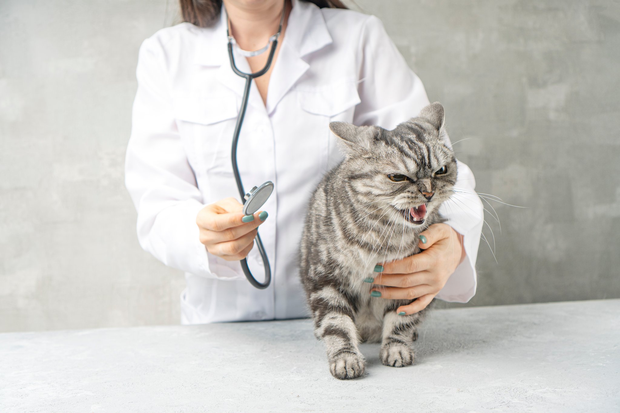 Katze reagiert aggressiv auf Tierarzt? Tipps von der Expertin