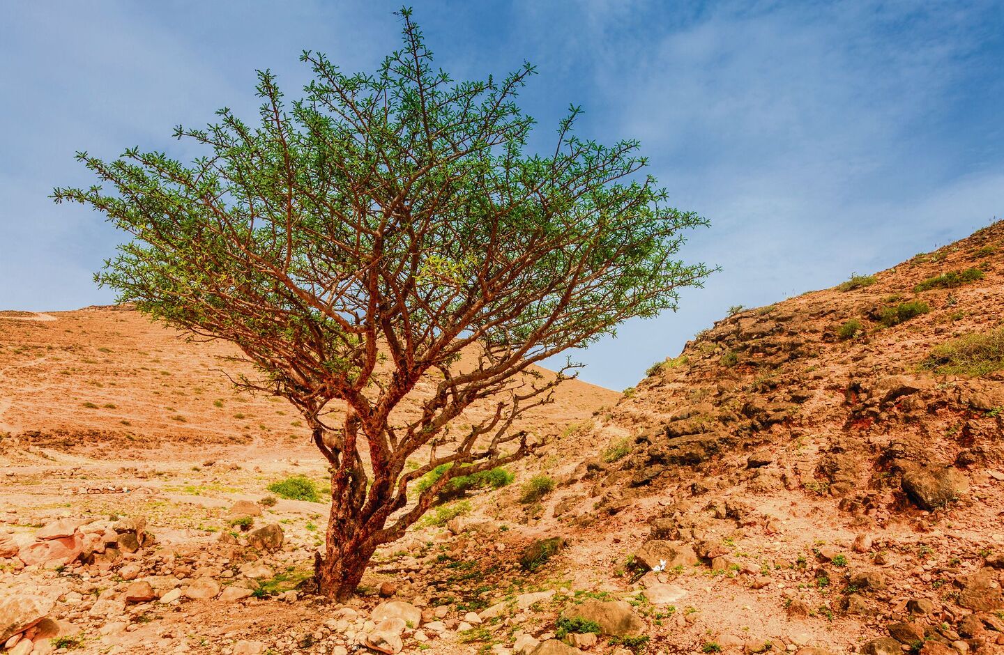 Weihrauchbaum